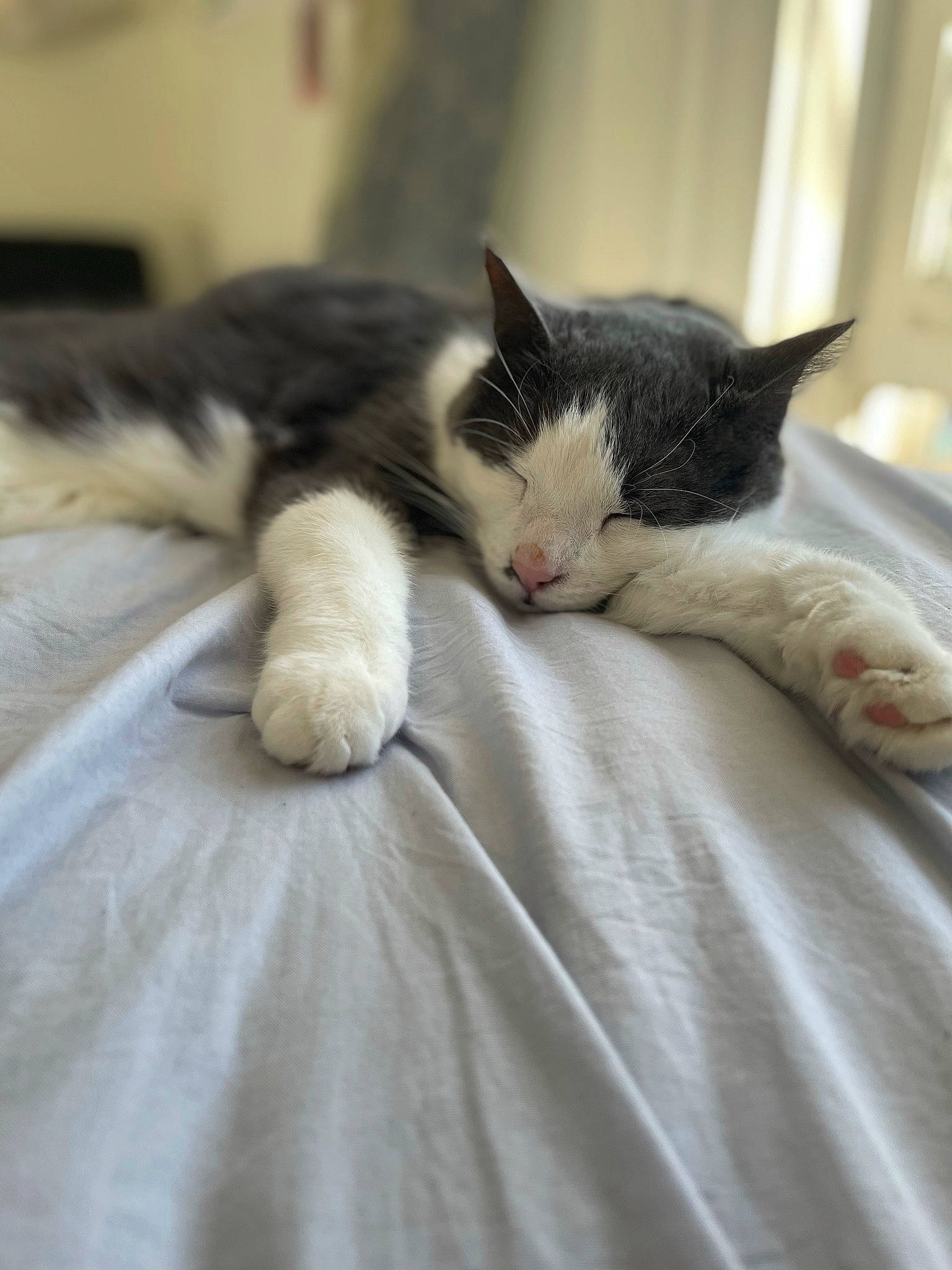 Max joined the competition — help win amazing prizes! carnivore, cat, claw, comfort, domestic_short_haired_cat, felidae, fur, linens, nap, paw, sleep, small_to_medium_sized_cats, snout, tail, terrestrial_animal, whiskers