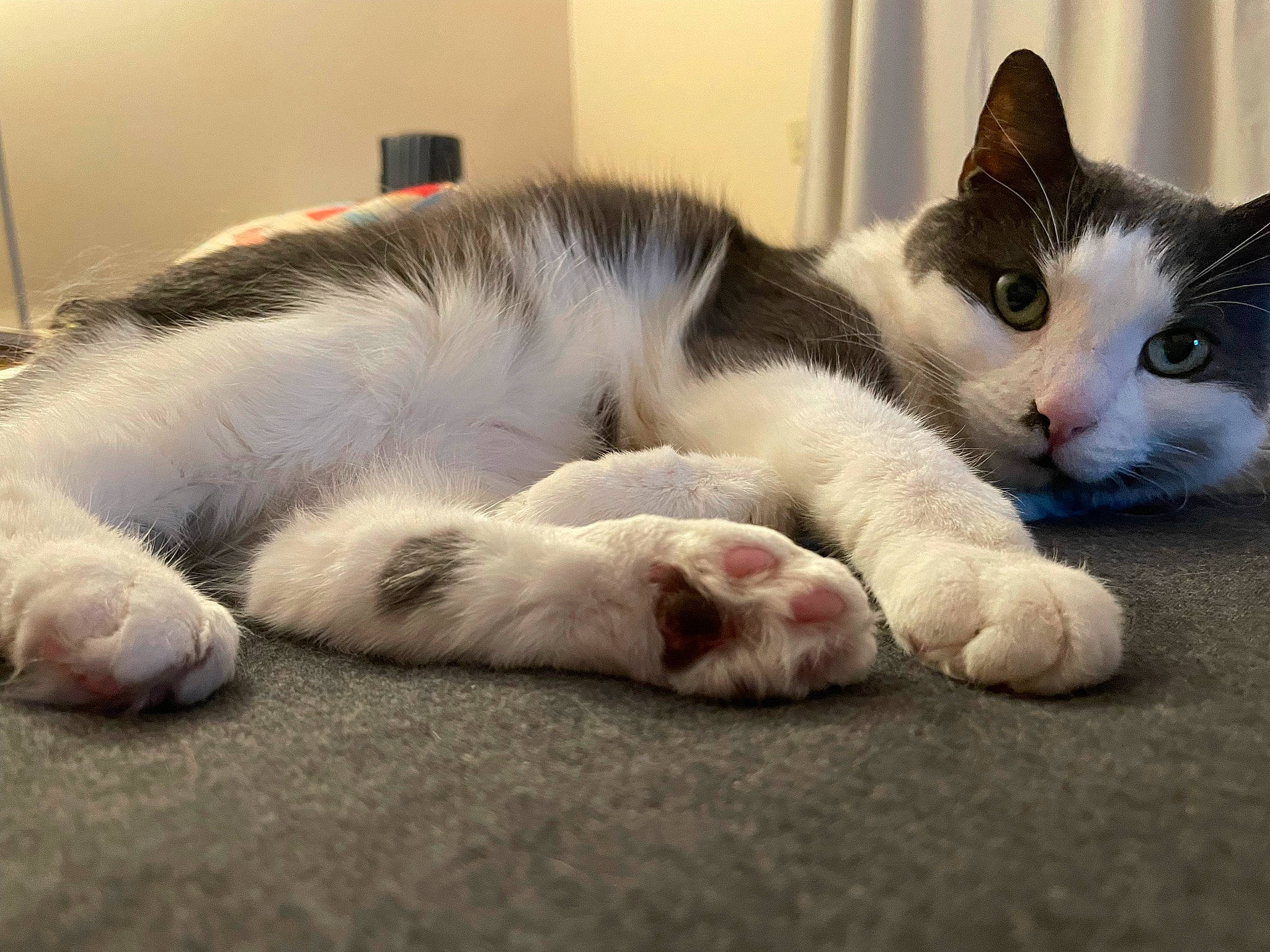 Max joined the competition — help win amazing prizes! carnivore, cat, claw, comfort, domestic_short_haired_cat, felidae, flooring, foot, fur, human_leg, nap, paw, sitting, sleep, small_to_medium_sized_cats, snout, tail, whiskers
