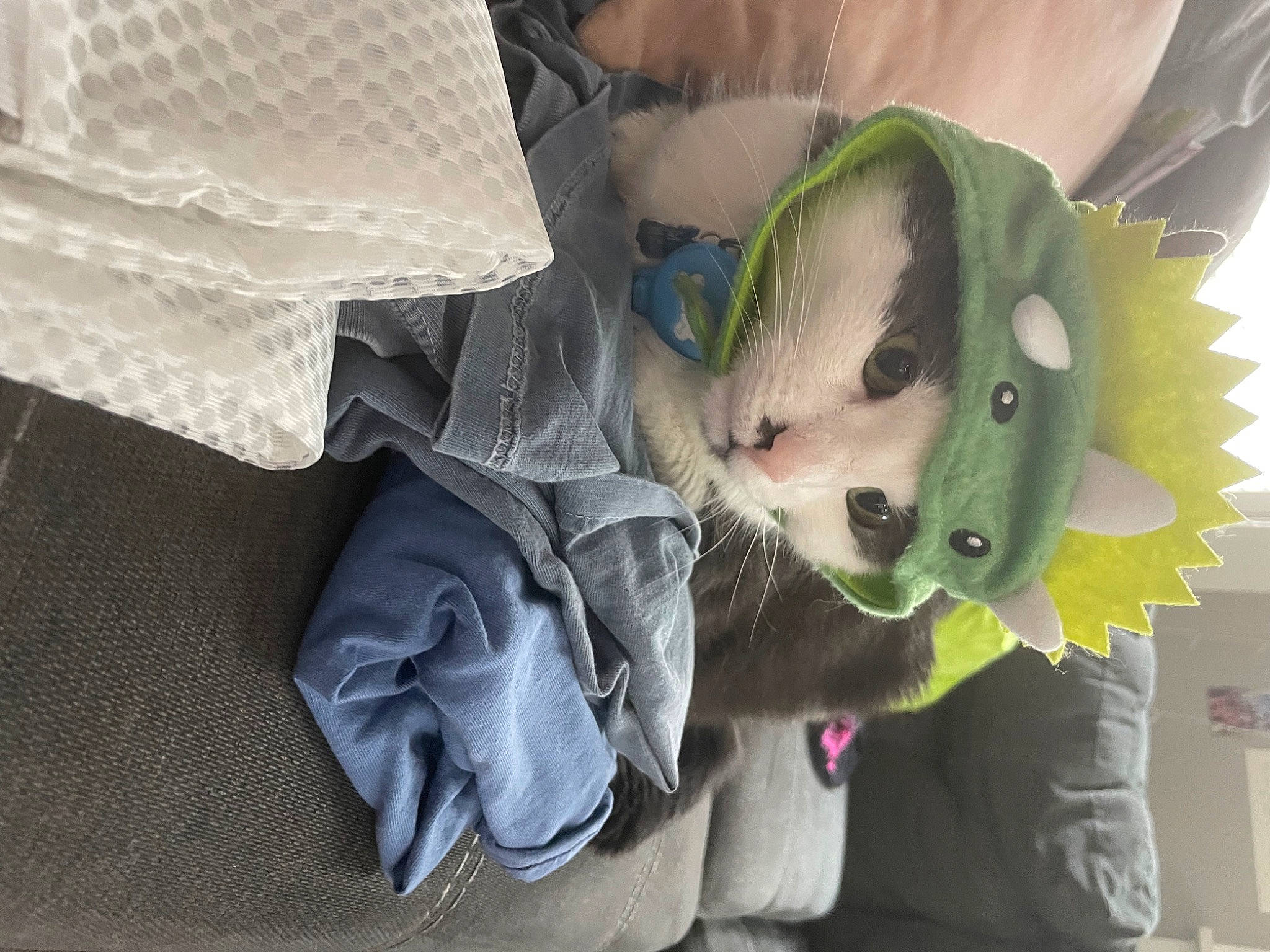 Max joined the competition — help win amazing prizes! baby_products, bag, comfort, costume, fashion_accessory, fur, personal_protective_equipment, plant, plush, room, sleeve, snout, stuffed_toy, sunglasses, textile, toy, whiskers