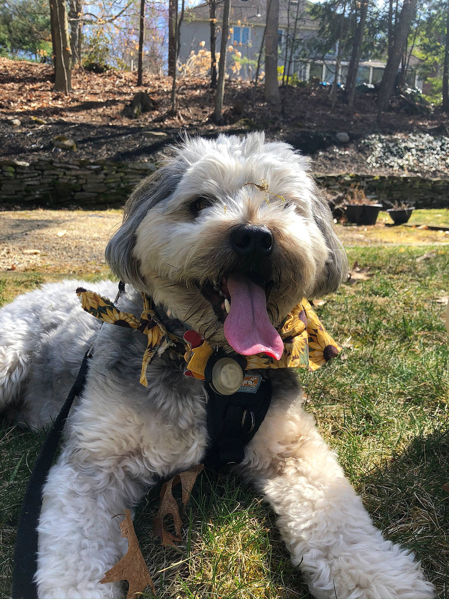 Tucker is registered to the contest to win money with this photo: canidae, carnivore, collar, companion_dog, dog, dog_breed, dog_collar, fur, grass, plant, romanian_mioritic_shepherd_dog, schnauzer, small_terrier, tail, terrestrial_animal, terrier, toy_dog, tree, water_dog, working_animal