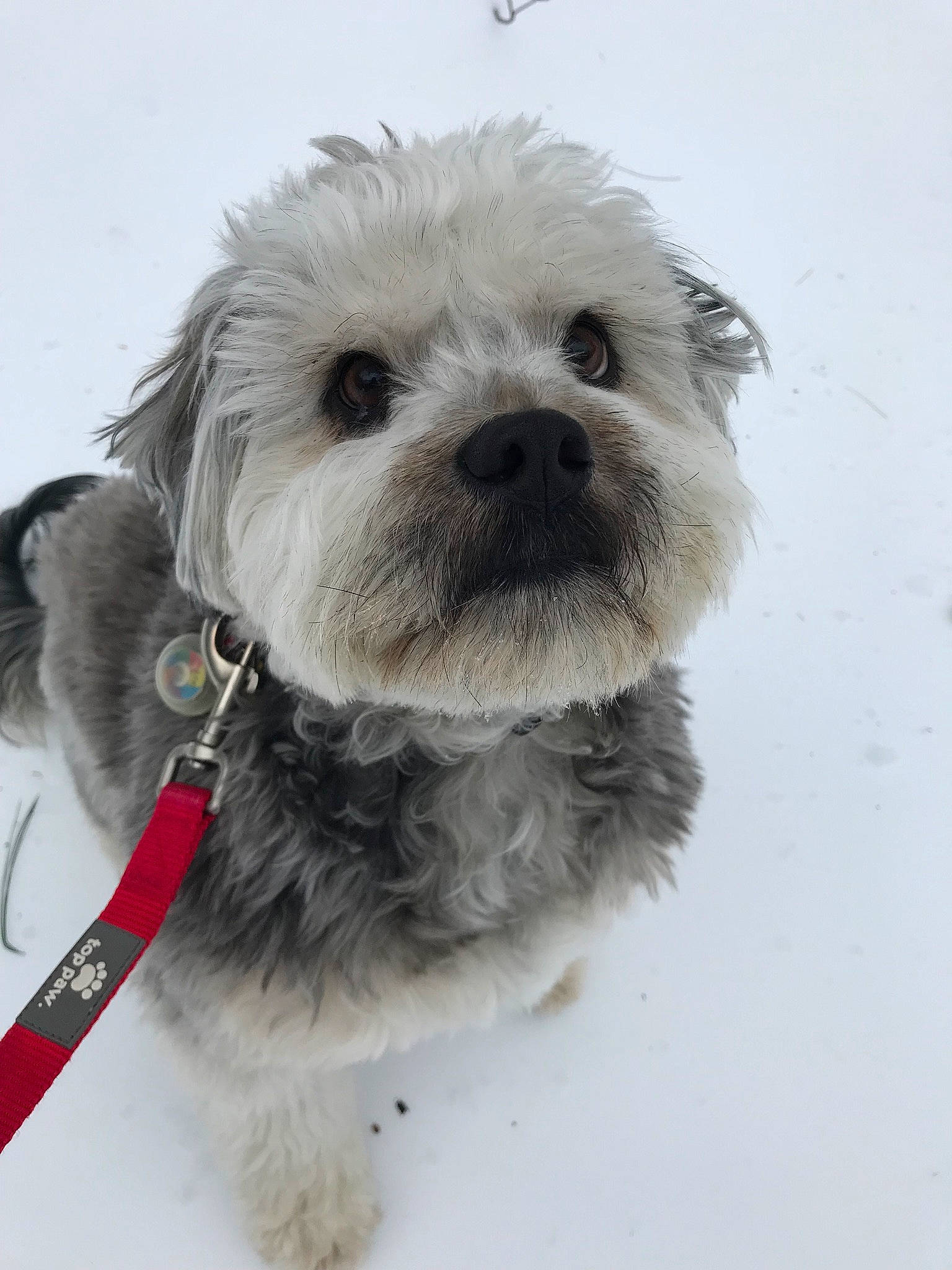 Tucker joined the competition — help win amazing prizes! carnivore, collar, companion_dog, dog, dog_breed, dog_clothes, dog_collar, dog_supply, fur, leash, maltepoo, pet_supply, small_terrier, snout, snow, sporting_group, terrier, toy_dog, winter, working_animal