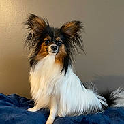 Gus joined the competition — help win amazing prizes! dog, papillon, pet, animal, fluffy, ears, sitting, blanket, indoor, fur, tail, cute, portrait, companion, domestic, small_dog, curious, eye_contact, calm, canine