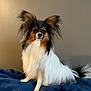 dog, papillon, pet, animal, fluffy, ears, sitting, blanket, indoor, fur, tail, cute, portrait, companion, domestic, small_dog, curious, eye_contact, calm, canine