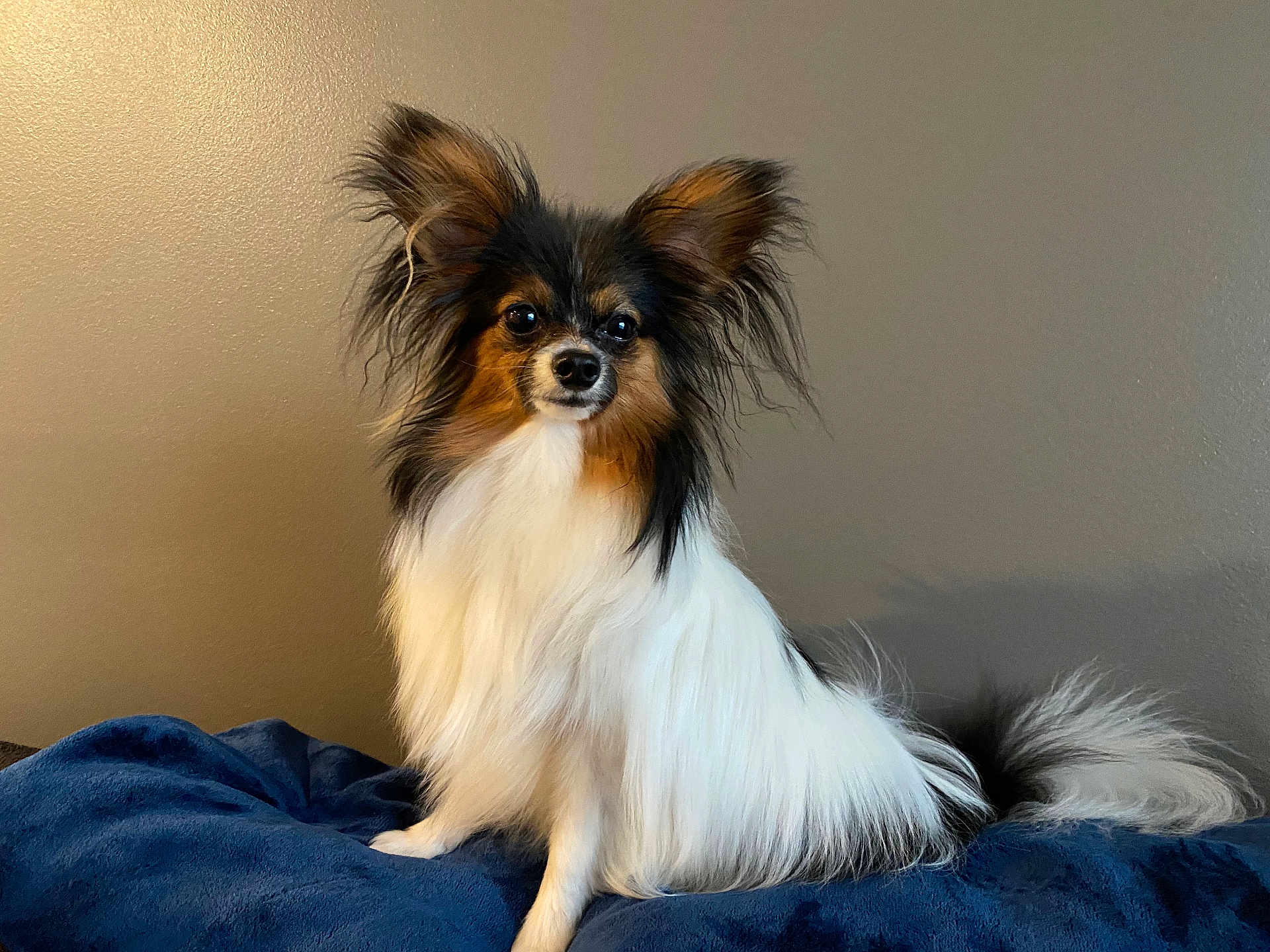 Gus