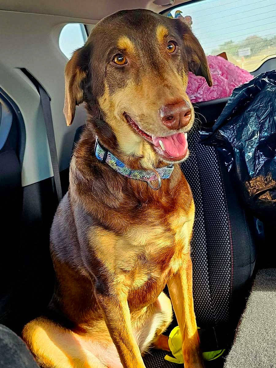 Yo Yo is registered to the contest to win money with this photo: animal, backpack, bag, baggage, canine, car, car_interior, carseat, clothing, cushion, dog, footwear, homedecor, hound, labradorretriever, pet, shoe, tire, transportation, vehicle