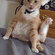 Jersey is registered to the contest to win money with this photo: cat, orange_cat, white_cat, pet, indoor, bed, furniture, drapes, feline, paw, raised_leg, collar, domestic_animal, cute, resting, fur, animal, mammal, whiskers, claws
