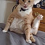 cat, orange_cat, white_cat, pet, indoor, bed, furniture, drapes, feline, paw, raised_leg, collar, domestic_animal, cute, resting, fur, animal, mammal, whiskers, claws