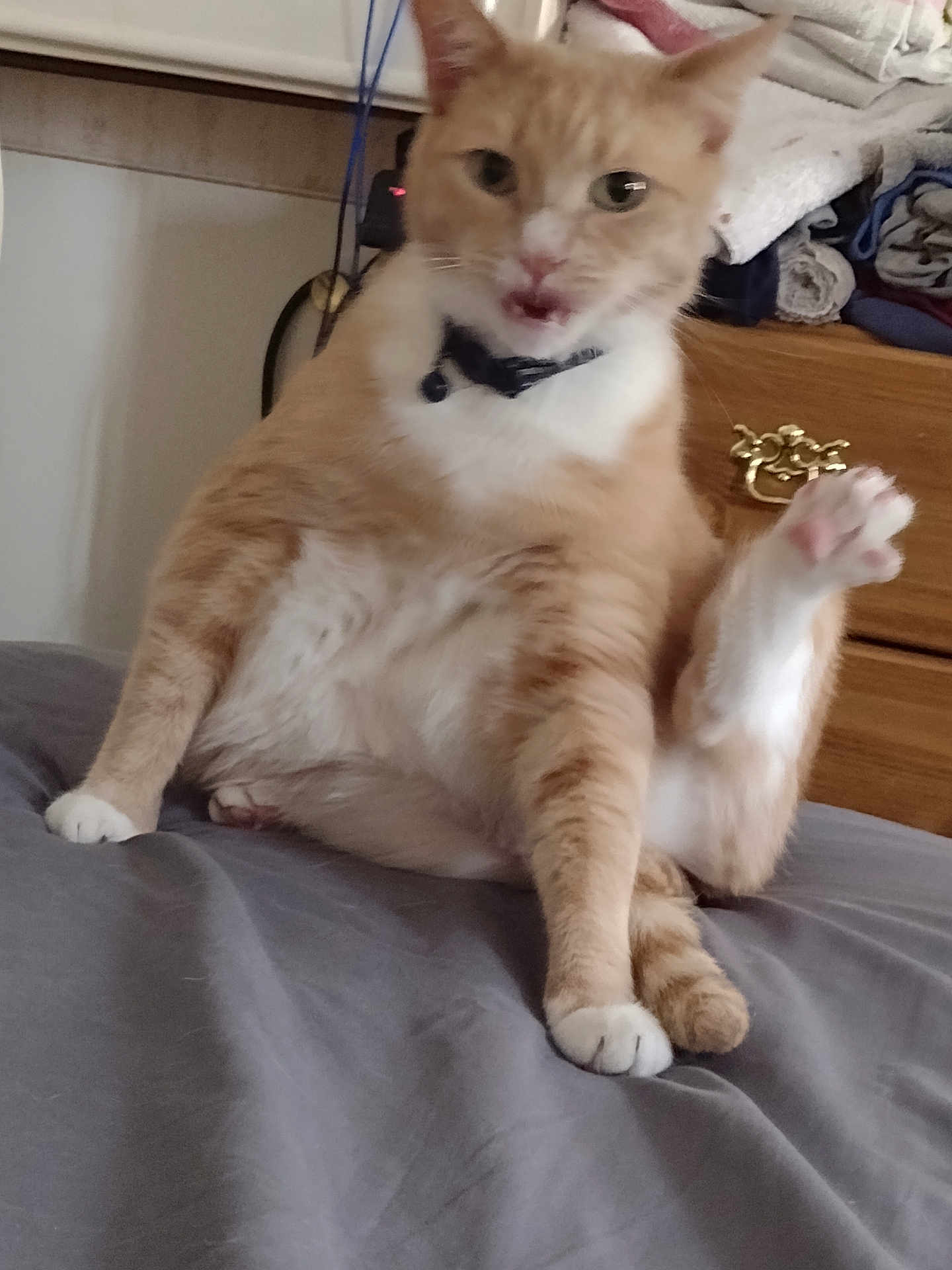 Jersey is registered to the contest to win money with this photo: cat, orange_cat, white_cat, pet, indoor, bed, furniture, drapes, feline, paw, raised_leg, collar, domestic_animal, cute, resting, fur, animal, mammal, whiskers, claws
