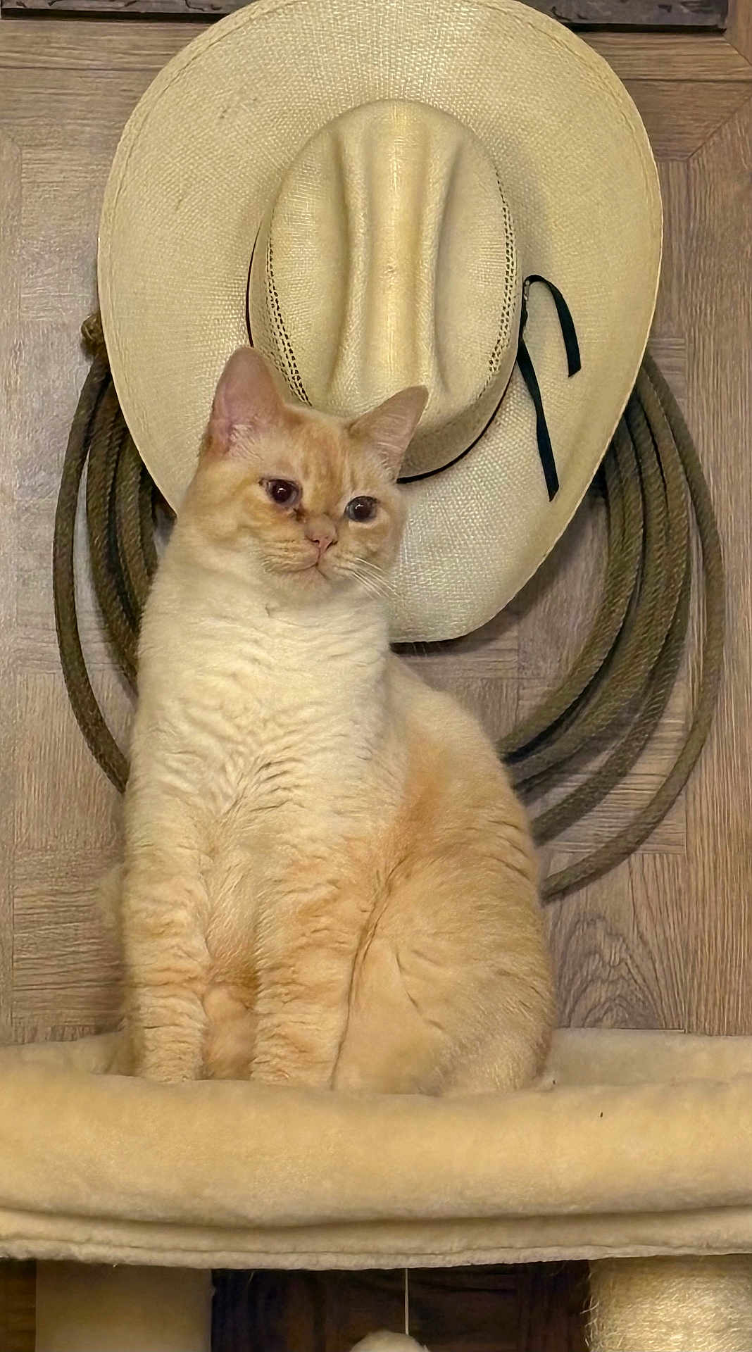 Paddles joined the competition — help win amazing prizes! cat, cream_colored, perch, cowboy_hat, rope, wooden_wall, indoor, feline, pet, fur, ears, whiskers, sitting, looking_away, domestic_animal, cozy, soft_texture, background, animal_portrait, quiet