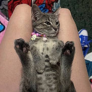 Penelope joined the competition — help win amazing prizes! kitten, cat, pet, lap, paws, collar, beads, pink, gray_tabby, striped, person, legs, indoor, blanket, shoe, sneaker, floor, relaxed, cute, fur