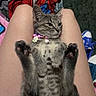 kitten, cat, pet, lap, paws, collar, beads, pink, gray_tabby, striped, person, legs, indoor, blanket, shoe, sneaker, floor, relaxed, cute, fur