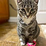 cat, tabby, pet, animal, indoor, floor, tile, white_paws, pink_ring, feline, whiskers, ears, cute, close_up, domestic_cat, sitting, fur, portrait, looking, alert