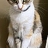 cat, calico, feline, pet, animal, sitting, wooden_furniture, tail, curled_tail, ears, whiskers, indoor, domestic, alert, fur_pattern, curious, green_eyes, collar, corner, perched