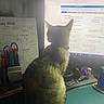 cat, computer, monitor, calendar, pen_holder, notebook, desk, office, indoor, screen, writing, stationery, pet, tabby_cat, workstation, technology, feline, light, shadow, curious