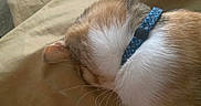 Nala is registered to the contest to win money with this photo: cat, feline, collar, fur, whiskers, sleeping, resting, beige, blanket, closeup, pet, domestic_animal, cute, animal, soft, relaxation, indoor, warm, cozy, quiet