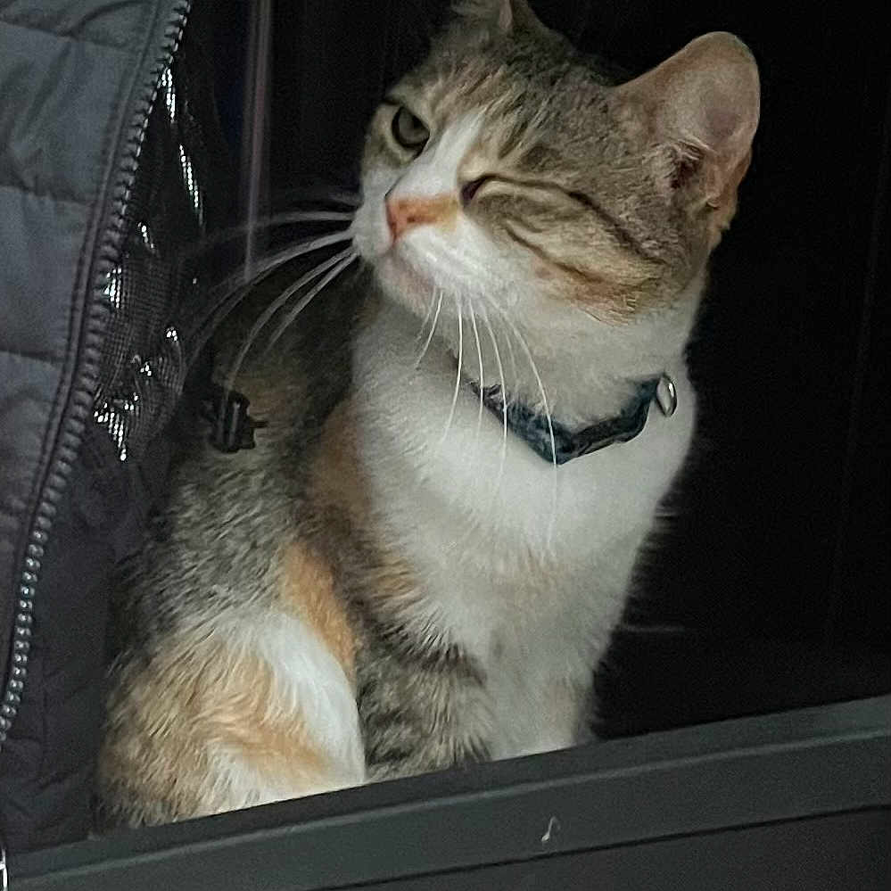 Nala