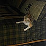 cat, couch, plaid, pillow, indoor, pet, feline, stretching, alert, home, carpet, furniture, shoes, cozy, pattern, living_room, domestic, animal, resting, curious