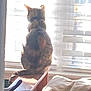 animal, blinds, cat, cozy, daylight, domestic, furniture, home, indoor, light, looking_out, patterned_fabric, pet, pillow, quiet, shadow, silhouette, sitting, window, wooden_surface