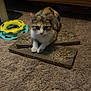 animal, brown, calico_cat, carpet, cat, cat_toy, closeup, cozy, curious, domestic, feline, household, indoor, pet, playful, resting, scratching_pad, white, wooden_furniture, yellow