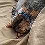 animal, bed, beige, calm, cat, collar, comfort, cozy, cute, domestic, feline, fur, indoor, mammal, pet, quiet, relaxed, resting, sleeping, soft