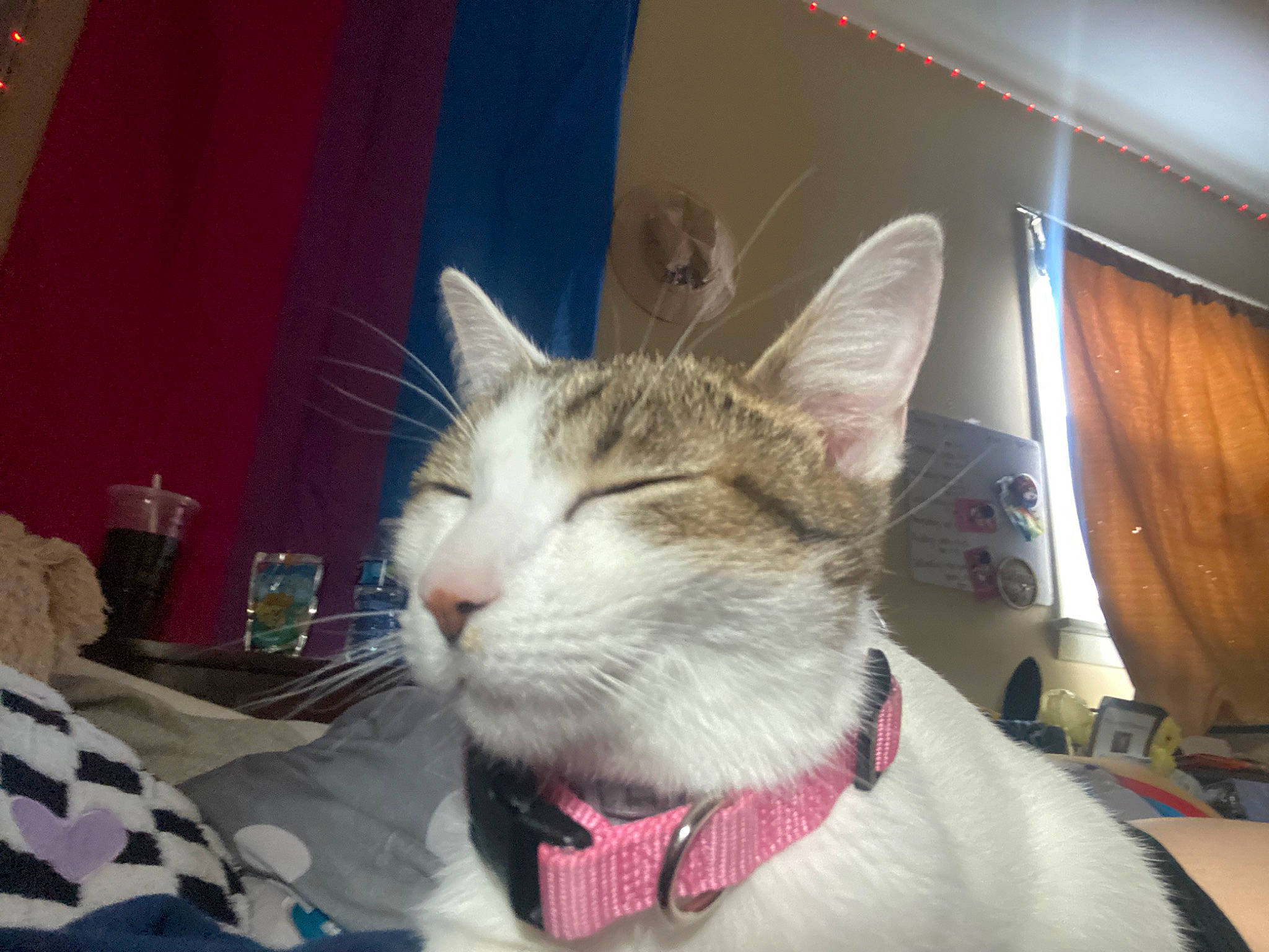 Ivory joined the competition — help win amazing prizes! carnivore, cat, collar, comfort, curtain, domestic_short_haired_cat, fang, felidae, fur, linens, paw, small_to_medium_sized_cats, snout, tail, whiskers