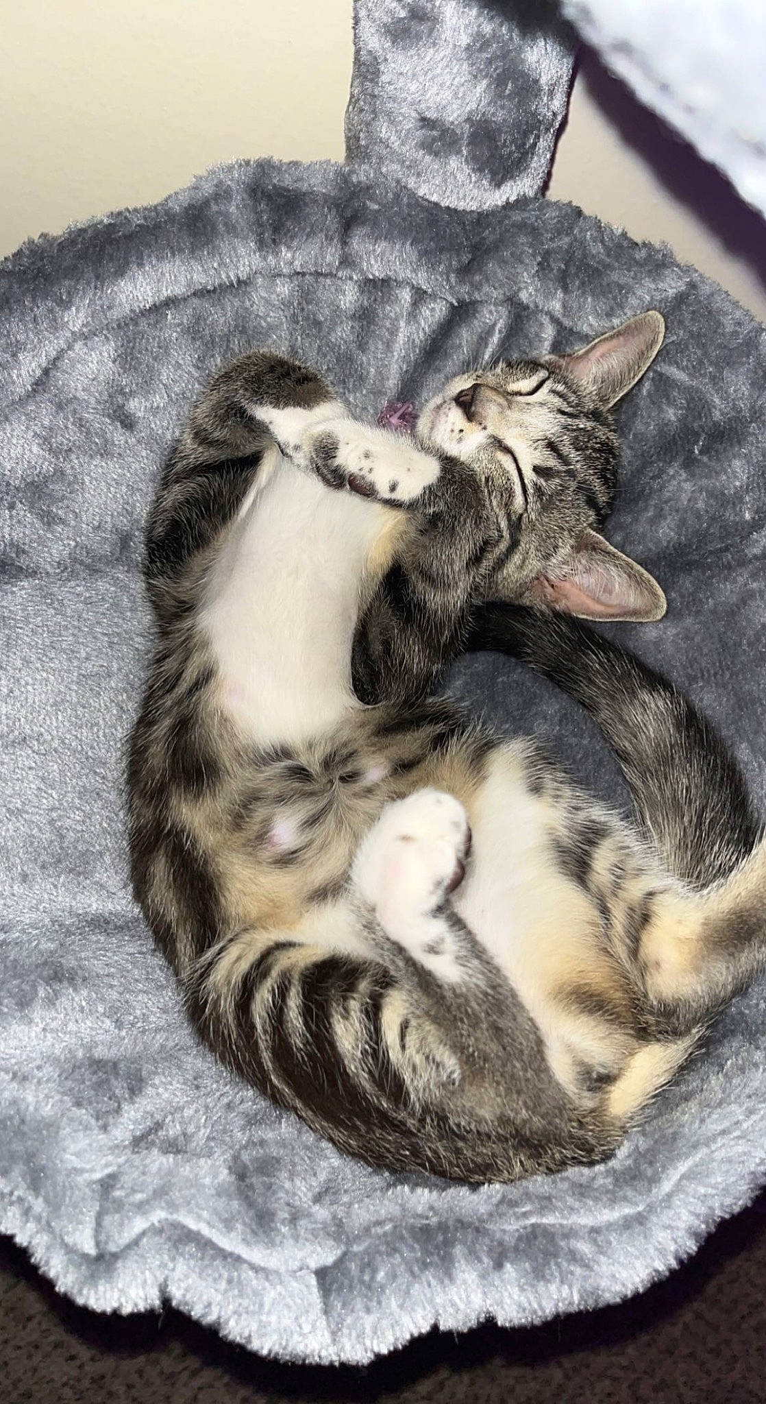 Cellie joined the competition — help win amazing prizes! carnivore, cat, cat_bed, claw, comfort, companion_dog, dog_breed, domestic_short_haired_cat, fawn, felidae, fur, grey, nap, paw, sleep, small_to_medium_sized_cats, snout, tail, terrestrial_animal, whiskers