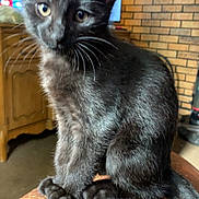 Binx joined the competition — help win amazing prizes! black_cat, kitten, pet, fur, whiskers, indoor, leather_surface, curious, animal, feline, close_up, sitting, young_cat, domestic_cat, household, furniture, television, brick_wall, wooden_cabinet, cozy