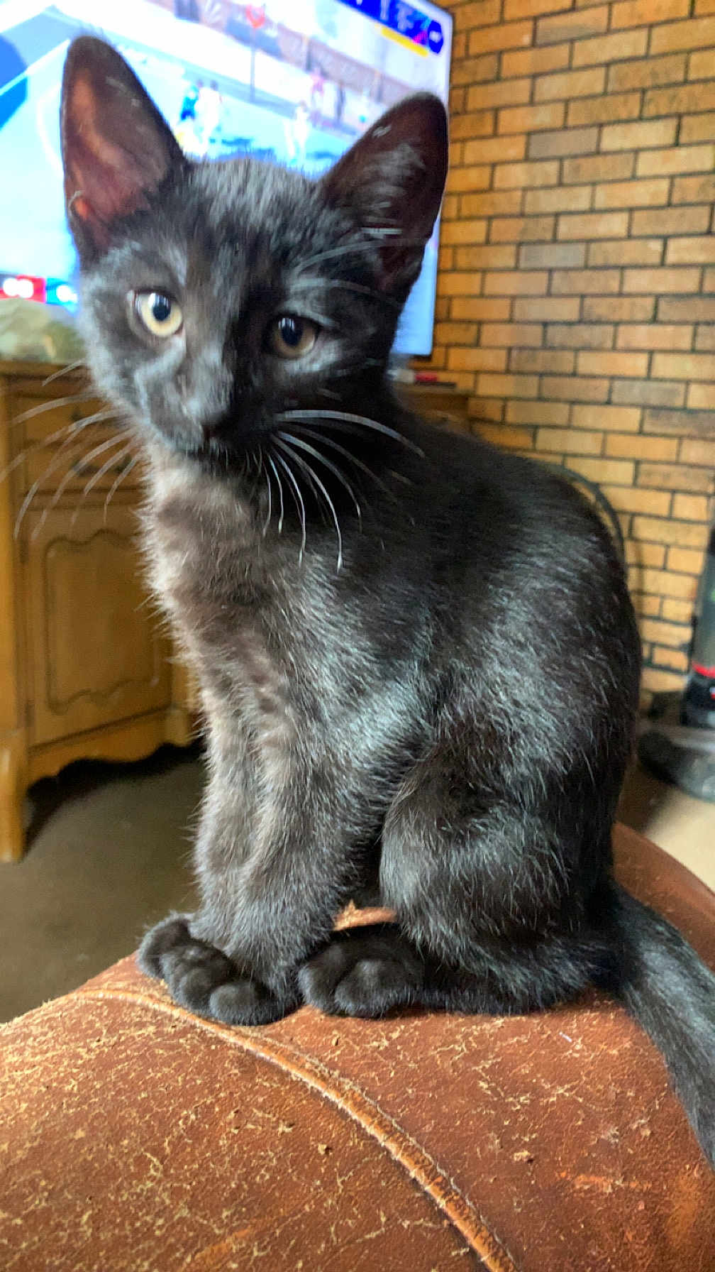 Binx joined the competition — help win amazing prizes! black_cat, kitten, pet, fur, whiskers, indoor, leather_surface, curious, animal, feline, close_up, sitting, young_cat, domestic_cat, household, furniture, television, brick_wall, wooden_cabinet, cozy