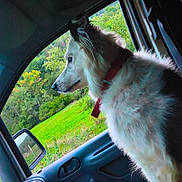 Pépite a rejoint le concours — aidez-le/la à gagner de superbes lots ! animal, canine, car_interior, collar, curious, daylight, dog, domestic_animal, fur, greenery, landscape, looking_out, nature, pet, seat, side_view, sitting, travel, vehicle, window