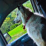 animal, canine, car_interior, collar, curious, daylight, dog, domestic_animal, fur, greenery, landscape, looking_out, nature, pet, seat, side_view, sitting, travel, vehicle, window