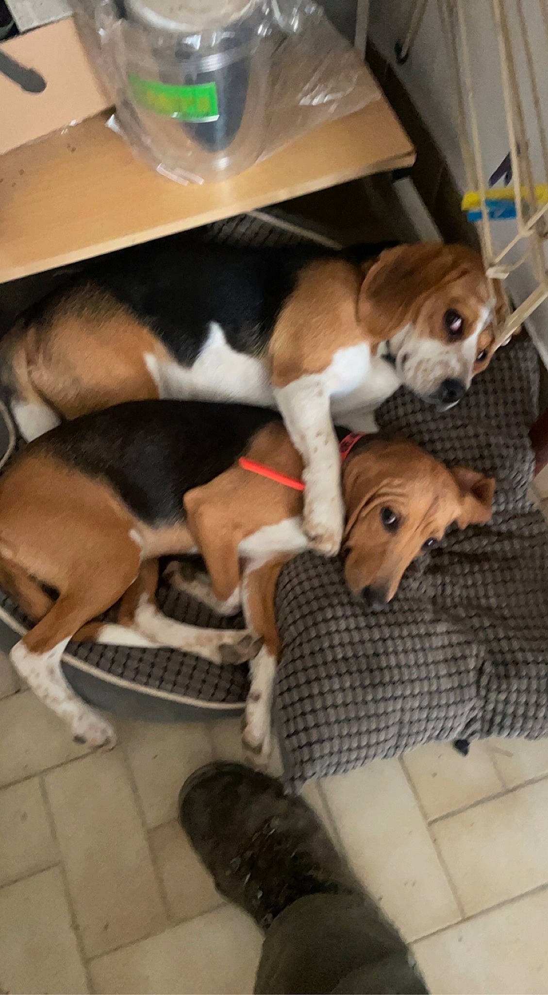 Sultane participe au concours pour gagner de l'argent avec cette photo : beagle, canidae, carnivore, comfort, companion_dog, couch, dog, dog_breed, dog_supply, fawn, human_leg, lap, paw, pet_supply, scent_hound, snout, sporting_group, tail, toy_dog, working_animal