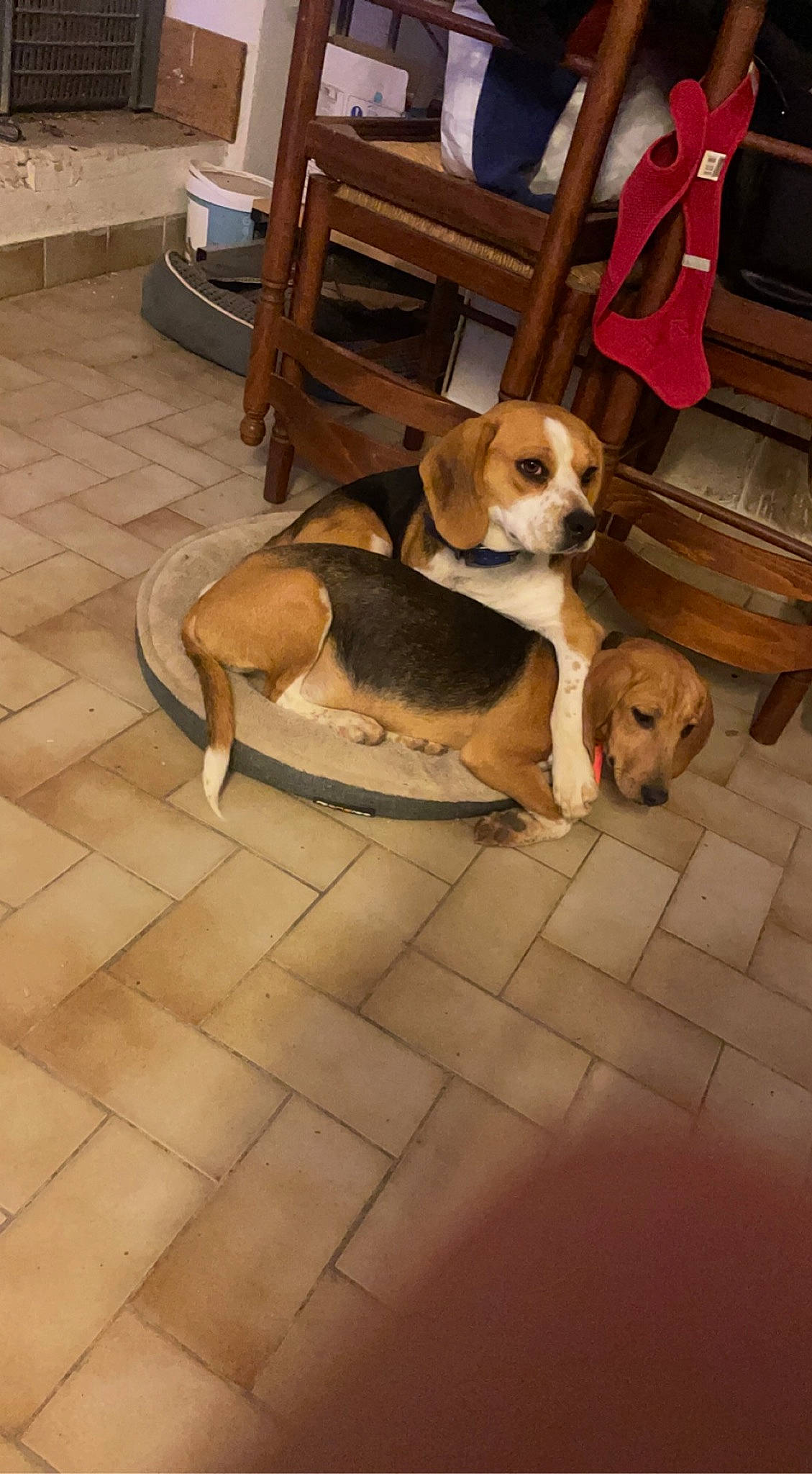 Sultane a rejoint le concours — aidez-le/la à gagner de superbes lots ! bag, canidae, carnivore, chair, collar, comfort, companion_dog, dog, dog_breed, fawn, floor, flooring, hardwood, hound, interior_design, living_room, room, scent_hound, sporting_group, wood