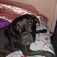 President is registered to the contest to win money with this photo: dog, black_dog, bed, pillow, indoor, pet, animal, rainbow, heart, quilt, colorful, curious, lying_down, mammal, canine, snout, fur, ears, eyes, resting