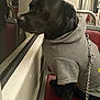 dog, black_dog, hoodie, pet_clothing, subway, public_transport, window, reflection, leash, chain_leash, seat, indoor, animal, canine, side_view, looking_out, pensive, urban, transportation, public_seating