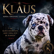 Klaus joined the competition — help win amazing prizes! puppy, dog, blue_eyes, spotted, portrait, close_up, cute, animal, pet, fur, young, face, expression, background, text_overlay, quote, dark, moody, cinematic, legend