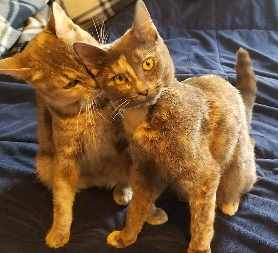 Gracie joined the competition — help win amazing prizes! carnivore, cat, cat_supply, claw, domestic_short_haired_cat, fawn, felidae, fur, paw, small_to_medium_sized_cats, snout, tail, terrestrial_animal, whiskers, wildlife, wood