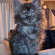 Loki is registered to the contest to win money with this photo: animal, blanket, cat, curious, curtains, cute, ears, eyes, fluffy, fur, furniture, gray, home, indoor, kitten, pet, sitting, soft, whiskers, young