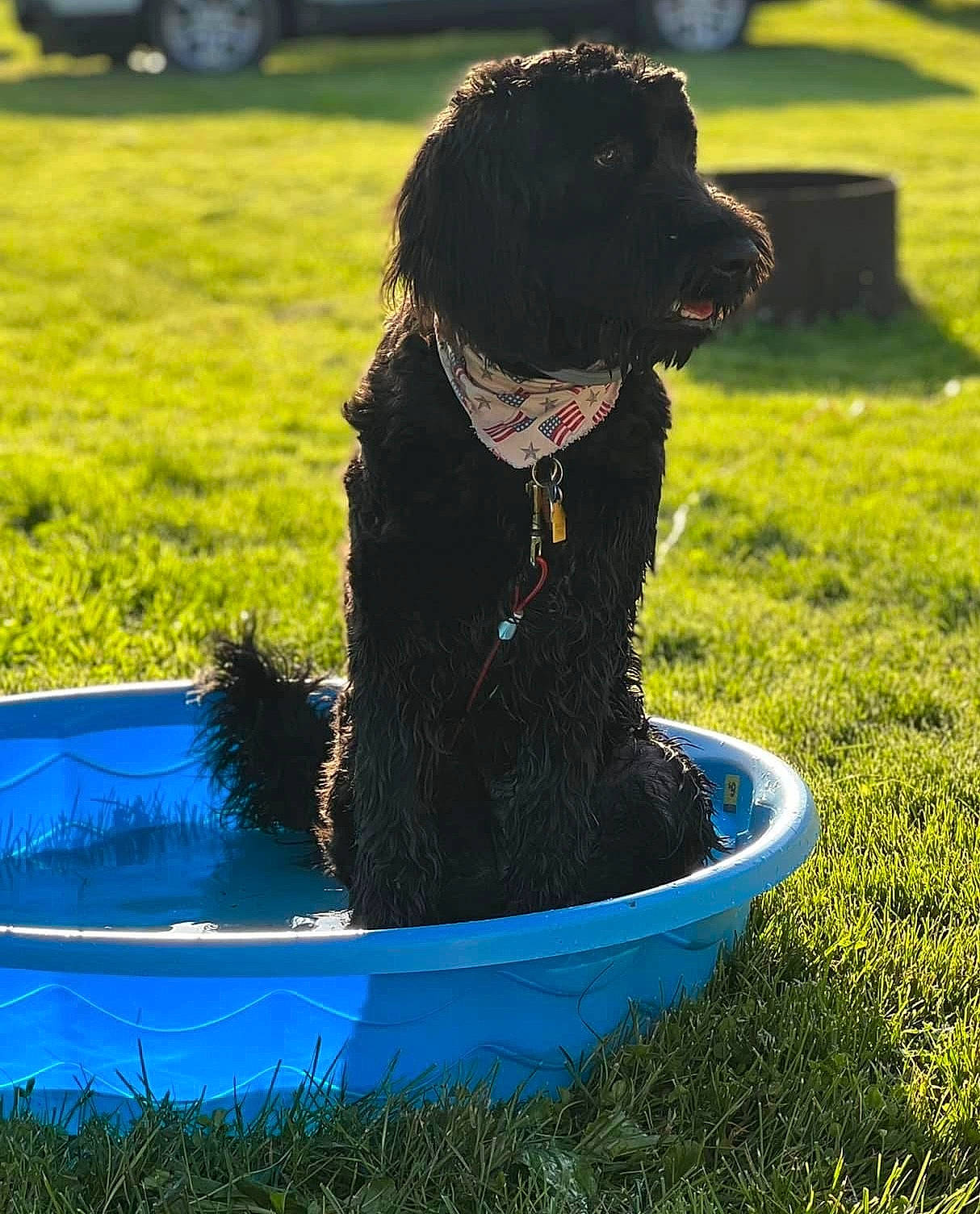 Wesson joined the competition — help win amazing prizes! canidae, carnivore, collar, companion_dog, dog, dog_breed, dog_collar, electric_blue, grass, lawn, light, liver, non_sporting_group, plant, sporting_group, terrier, water, water_dog, working_animal, working_dog