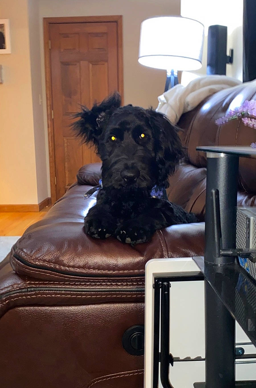 Wesson joined the competition — help win amazing prizes! canidae, carnivore, chair, comfort, companion_dog, couch, dog, dog_breed, dog_collar, door, flooring, fur, hardwood, labradoodle, liver, room, sporting_group, studio_couch, wood, working_animal
