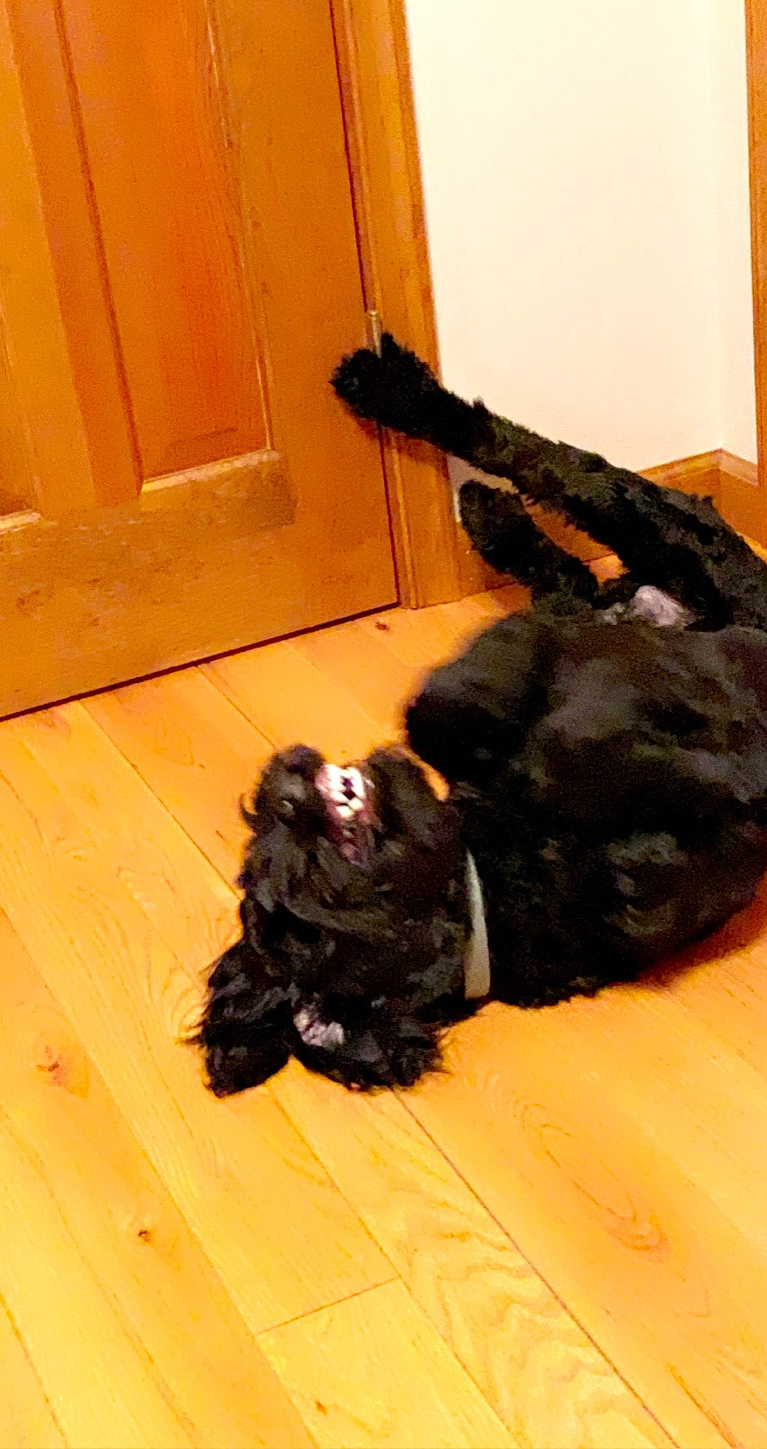 Wesson is registered to the contest to win money with this photo: canidae, carnivore, companion_dog, dog, dog_breed, door, flooring, fur, hardwood, liver, plank, sporting_group, tail, terrestrial_animal, terrier, vertebrate, water_dog, wood, wood_stain, working_animal