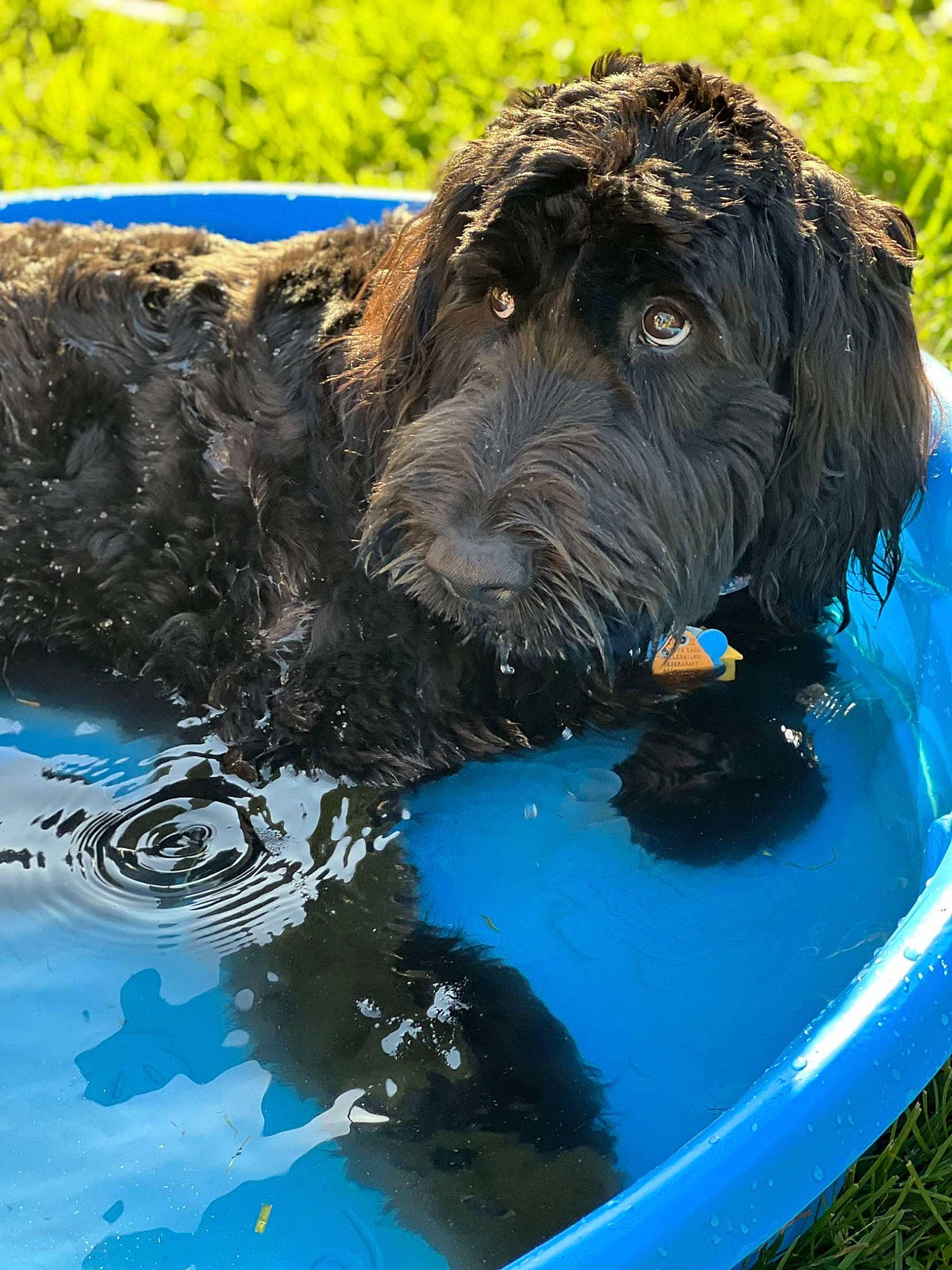 Wesson joined the competition — help win amazing prizes! bathing, canidae, carnivore, circle, companion_dog, dog, dog_breed, electric_blue, herding_dog, labradoodle, liquid, non_sporting_group, snout, sporting_group, terrier, water, water_dog, working_animal, working_dog