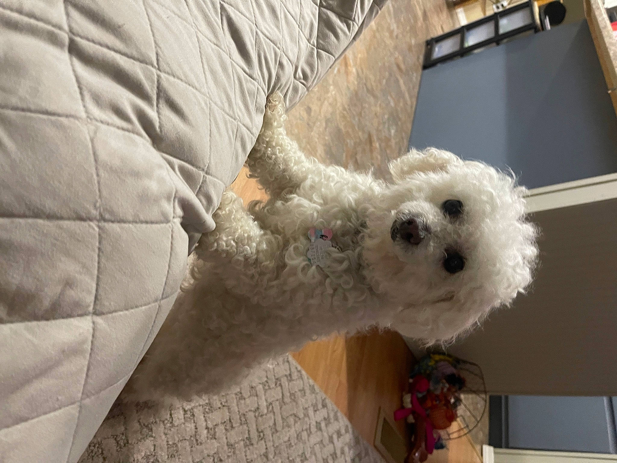 Paysli joined the competition — help win amazing prizes! canidae, carnivore, comfort, companion_dog, couch, dog, dog_breed, dog_supply, fawn, fur, linens, plush, poodle, snout, sporting_group, stuffed_toy, tail, toy_dog, wool, working_animal