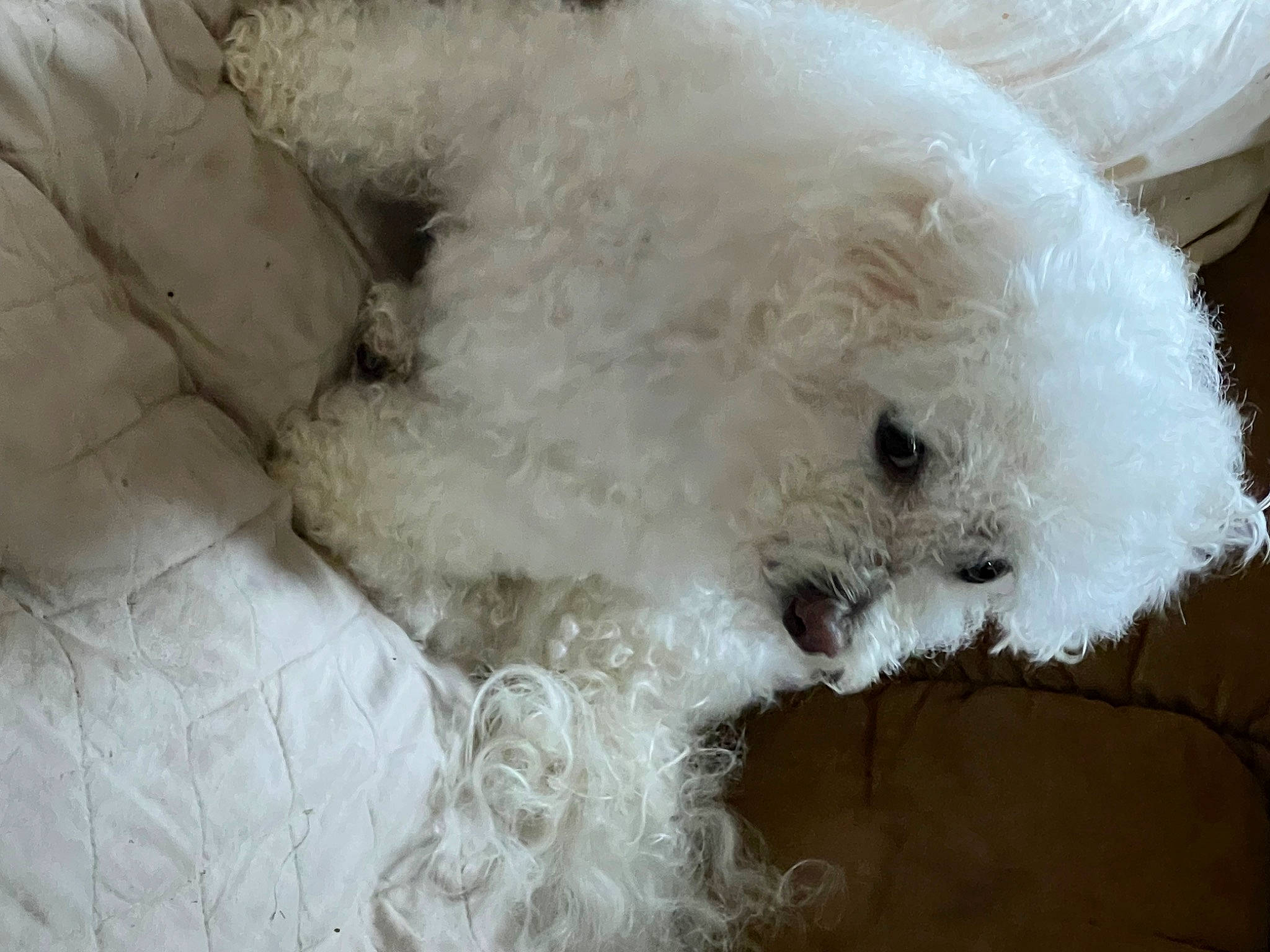 Paysli is registered to the contest to win money with this photo: canidae, carnivore, companion_dog, dog, dog_breed, fur, labradoodle, maltepoo, non_sporting_group, poodle, snout, sporting_group, terrier, toy, toy_dog, water_dog, working_animal