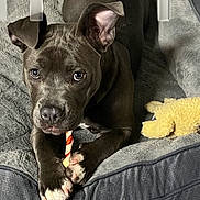 Misty is registered to the contest to win money with this photo: dog, cat, hairless_cat, pet, animal, portrait, indoors, pet_bed, blanket, stuffed_toy, chew_toy, chew_stick, gray_dog, brown_cat, resting, sitting, close_up, large_ears, cozy, text_overlay
