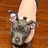 Misty is registered to the contest to win money with this photo: puppy, dog, canine, pet, animal, portrait, looking_up, wide_eyes, floppy_ears, short_hair, gray_fur, pink_sweater, clothing, paws, white_paws, wooden_floor, indoor, close_up, adorable, photography