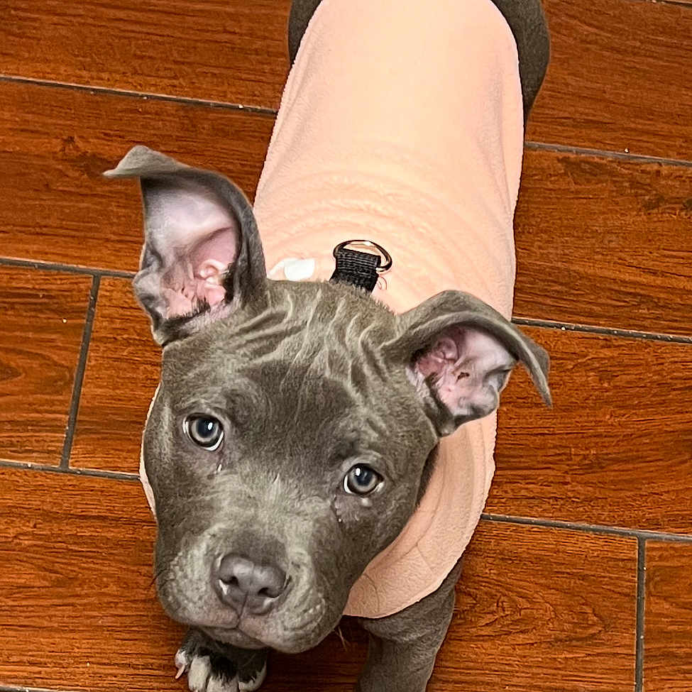 Misty is registered to the contest to win money with this photo: puppy, dog, canine, pet, animal, portrait, looking_up, wide_eyes, floppy_ears, short_hair, gray_fur, pink_sweater, clothing, paws, white_paws, wooden_floor, indoor, close_up, adorable, photography