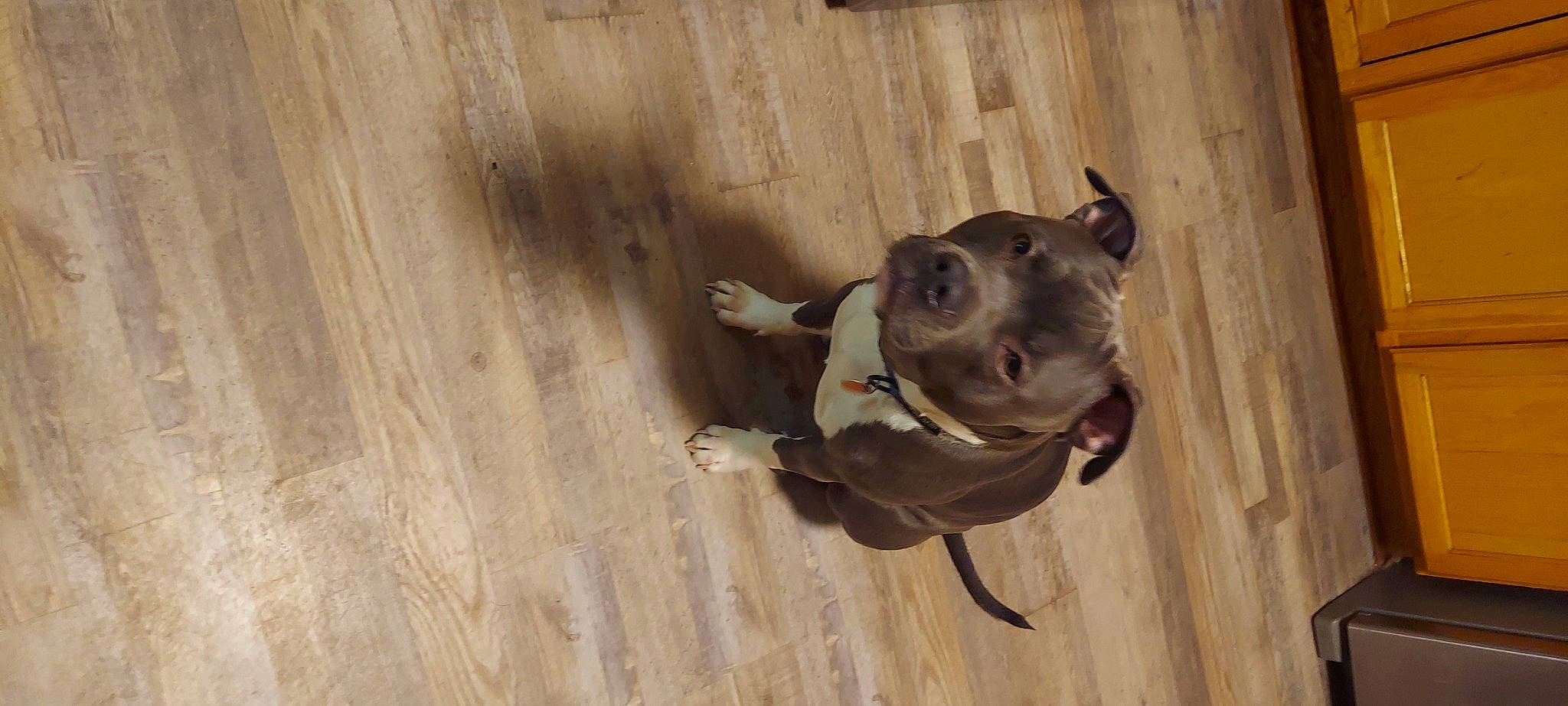 Dax joined the competition — help win amazing prizes! canidae, collar, companion_dog, dog, dog_breed, dog_collar, flooring, grey, hardwood, liver, pet_supply, plank, sporting_group, tail, terrestrial_animal, whiskers, window, wood, wood_stain, working_animal