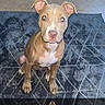 dog, puppy, brown_dog, sitting, looking_up, indoor, rug, patterned_rug, floor, paw, pet, animal, curious, flash, footwear, shoe, cute, young_dog, domestic_animal, canine