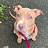 puppy, dog, leash, pink_leash, asphalt, outdoor, pet, brown_fur, white_patch, looking_up, sitting, ears_up, cute, canine, young_dog, animal, sidewalk, texture, close_up, collar