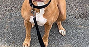 Chanel a rejoint le concours — aidez-le/la à gagner de superbes lots ! alert, animal, brown_dog, canine, collar, curb, dog, domestic_animal, ears, fur, leash, outdoor, pavement, pet, road, sidewalk, sitting, street, waiting, white_markings